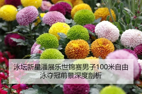 泳坛新星潘展乐世锦赛男子100米自由泳夺冠前景深度剖析